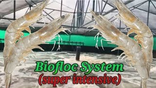 Super Intensive Biofloc Shrimp Farming  Vannamei Farming [upl. by Frohman]