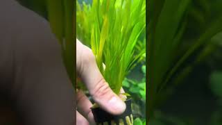 Vallisneria ASIATICA BIWAENSIS Aquarium Plant For Sale [upl. by Eniamrehc]