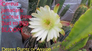 My Cereus Jamacaru Cactus blooming for the first time from Bud to Bloom cactus cacti [upl. by Deron]