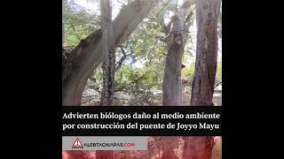 Advierten biólogos daño al medio ambiente por construcción del puente de Joyyo Mayu [upl. by Oulman]