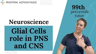 MCAT Crash Course  Neuroscience Glial Cells in PNS amp CNS [upl. by Linehan]