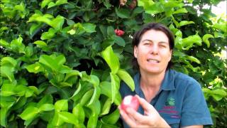 Growing Pink Wax Jambu Fruit Trees [upl. by Britney]