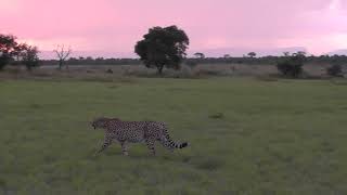 Sunset at Ulusaba [upl. by Engelhart]