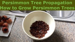 Persimmon Tree Propagation  How to Grow Persimmon Trees [upl. by Sirrah]