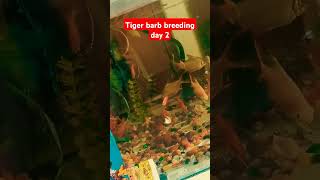 😱tiger barb breeding day 2 viral fish trending fishtank breeding youtubeshorts [upl. by Oiralih922]