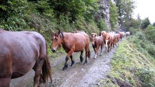 La transhumance des chevaux de Bious MVI 0640 [upl. by Rotman]