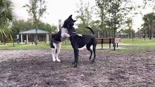 American Akita and Black Labrador fighting at the dog park [upl. by Ariahs403]