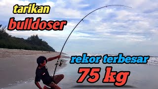 STRIKE PARI 75 KG  MANCING PASIRAN REKOR TERBESAR [upl. by Noteek]