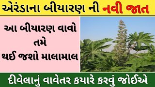 Divela kheti gujarati  એરંડા ની ખેતી  એરંડા નું બિયારણ  એરંડા ની ખેતી કેવી રીતે કરવી [upl. by Emmalee]