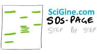 Easy SDS PAGE Gel Electrophoresis Protocol and Theory [upl. by Atronna287]