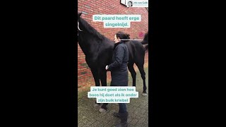 Singelnijd bij paarden [upl. by Bigod]