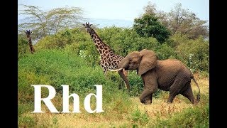 Elephant Giraffe Hippo Zebra wilddog Africa part 3 Okavango Nature 2018 Hd Documentary [upl. by Nevins]