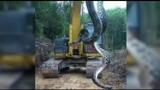 Anaconda  Giant snake found in Brazil  Cobra de 10 metros encontrada no Pará [upl. by Bertelli647]