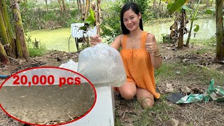 20000 pcs Tilapia Fingerlings ang nilagay ko ulit sa aking fishpond ✔️ [upl. by Taylor]