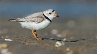 Piping plover Sounds [upl. by Yenahteb]