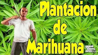 GTA V  Plantación de Marihuana Oculta  Easter Eggs [upl. by Larcher]