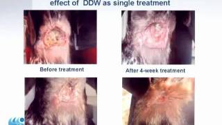 10 1of2 Deuterium Depleted Water DDW anti cancer effect [upl. by Mchugh]