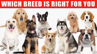 Review of the Top 10 Dog Breeds and Which Breed is Right for You [upl. by Etteniotna]