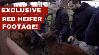 UNSEEN Footage of Red Heifer Selection An Eyewitness Account [upl. by Ahsiket551]