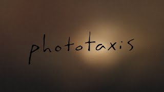 Phototaxis  an abstract film [upl. by Odraleba]