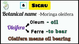 Sigru Moringa oleifera learn with ease ayurchaitya [upl. by Celin950]