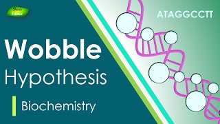 Wobble Hypothesis  AntiCodon  BIOCHEM Part4  Protein synthesis [upl. by Lednahs]