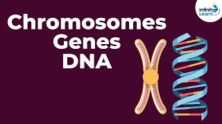 Genetics Basics  Chromosomes Genes DNA and Traits  Infinity Learn [upl. by Janette693]