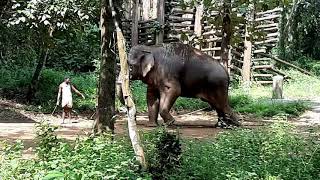 elephant training in kodanad keralapeelandielephant in keralaelephant kral wild elephants [upl. by Searle645]