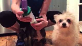 How to give your dog an AeroDawg inhaler [upl. by Florry]