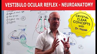 Vestibulo Ocular Reflex  Neuroanatomy [upl. by Annahaj]