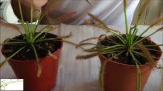 Carnivorous plant Drosera sundew basic care  How to grow Sundew [upl. by Ynnhoj244]