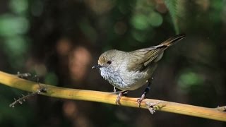 Brown thornbill mimics the hawk warning call to scare off predators [upl. by Keithley645]