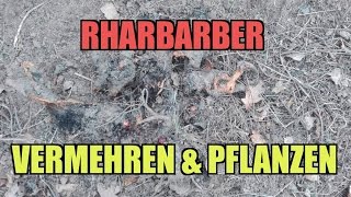 Rhabarber vermehren amp pflanzen [upl. by Mayer17]