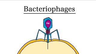 Bacteriophages  MCAT Biology [upl. by O'Hara729]