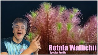 Easy pink aquarium plant Rotala Wallichii Care guide and species profile [upl. by Saiff898]