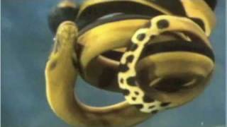 YellowBellied Sea Snake [upl. by Blanding]