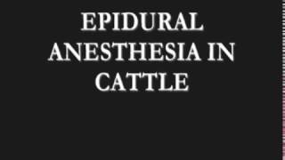 Epidural Anesthesia  in Cattle [upl. by Tanaka]