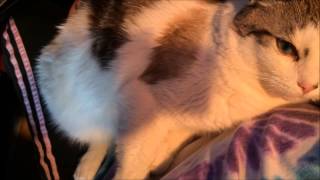 5 Cat muscle spasm degenerative neurologic disease [upl. by Howell826]