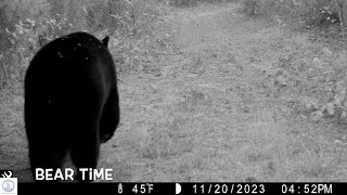 BEAR checks out camera Bunch of turkeys Raccoon amp buck at creek Critters in rain storm [upl. by Virginie]