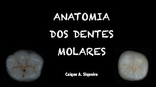 Resumão dos Molares  Anatomia Dental [upl. by Ardith]