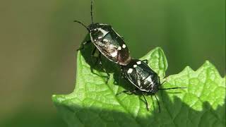 quotShield Bugs and Stink Bugs Natures Diverse Defendersquot [upl. by Rebme856]