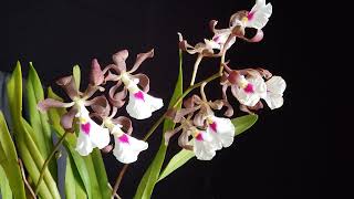 Encyclia specie Cordigera Dark Chocolate [upl. by Ashbey]