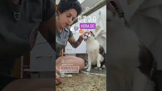 como dar comprimido para o gato [upl. by Obeded]