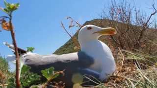 Gaviota patiamarilla en el nido  Nesting Yellow·Legged Gull [upl. by Del]