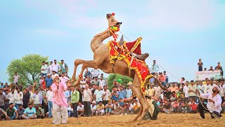 Aaja Gori Nachle  New Rajasthani Song 2024  New Camel Dance rajasthanidance priyanshu [upl. by Nnyluqcaj]