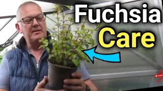 How to Grow Fuchsias Care Propagation amp Fuchsia Standard Training [upl. by Adniled72]