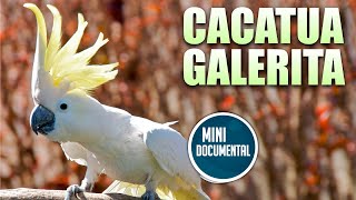 Cacatua galerita mini documental [upl. by Brock]