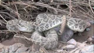 Mojave Rattlesnake 2011 [upl. by Darrelle]