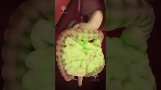 How Pills Are Absorbed in Your Body shorts viralvideo  creativelearning3d [upl. by Nila]