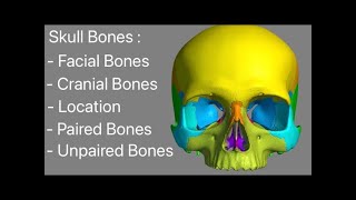 Skull bones name 3d animation markings 14 facial bones and 8 Cranial bones names and their location [upl. by Eceirahs]